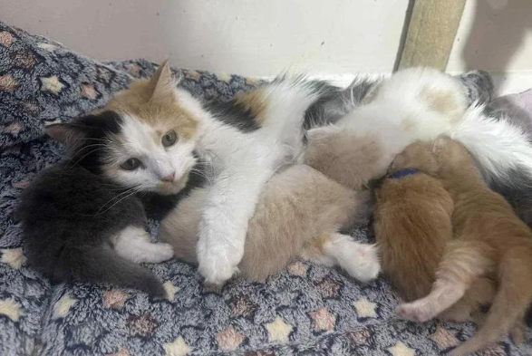 流浪猫临盆前获救，化身育儿天团，共同守护九个小生命