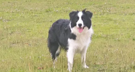 边牧当街被抢，车主死磕40公里，逼得偷狗贼主动送回