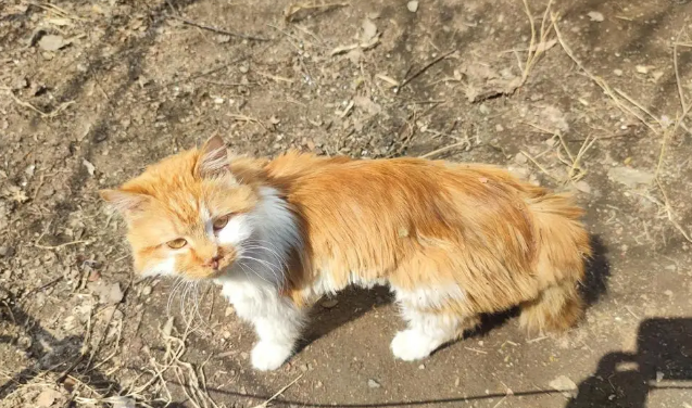 门卫大爷心疼流浪猫，手工搭建过冬小窝，众人接力驱散严寒