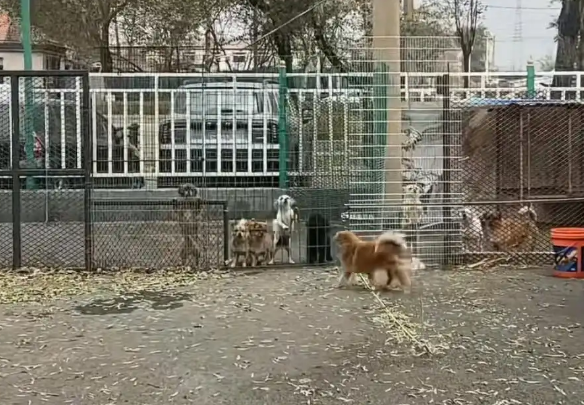 辽宁一汽车4S店养了50余只流浪猫狗，工作人员称老板已收养动物十多年