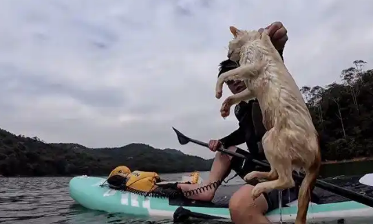 广东一水库边被放生大量猫，多只猫受惊落水，警方称将追查放生者