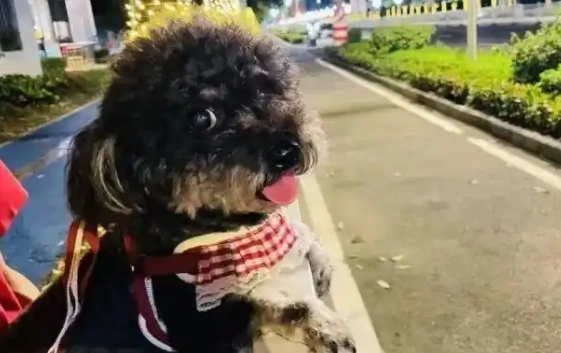 男子为泄愤在小区投毒！多只宠物狗接连死亡！