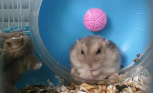 仓鼠越狱当场被抓，网友不得不这样做