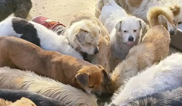 主人因病去世，提前铺好后路，狗：你还是带我走吧！ 