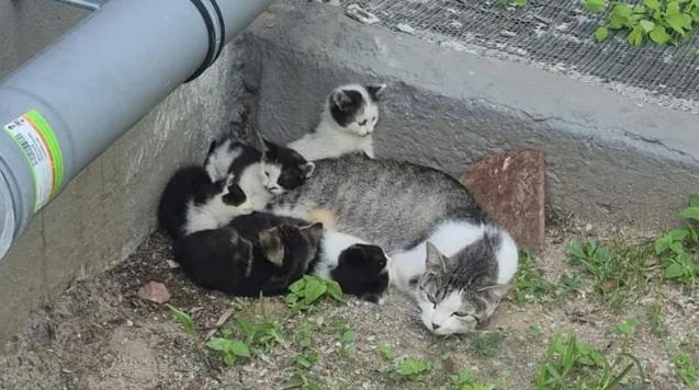 流浪猫妈带五小只蜗居街头，救援队火速出击