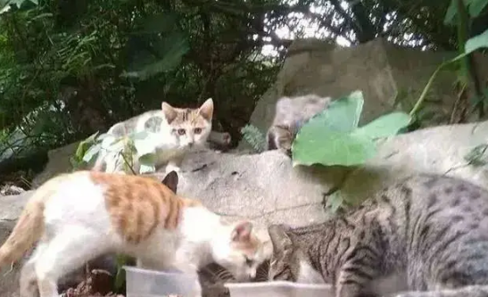 台风天救了几只小猫，半个月过去了……咋还这么委屈呢？ 