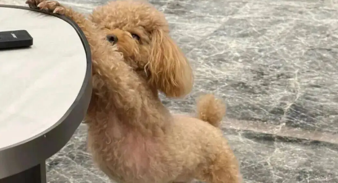 网友家狗子伸懒腰姿势特别妖娆，我一看…它在诱惑我