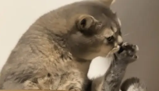 小猫知道自己脚臭，只是没想到这么臭，闻一下差点猫条都吐了出来