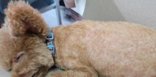 泰迪因“大嗓门”被恶意抛弃，医生收留，一年涨五十万粉丝