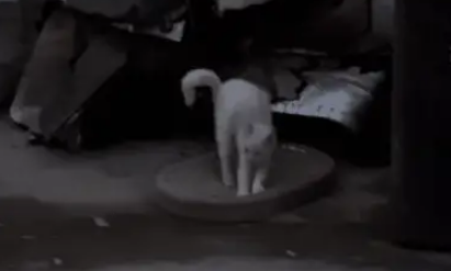 他丢弃的猫抓板，却被流浪猫当成珍宝，用执着赌赢了余生幸福