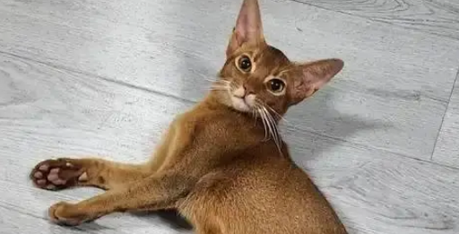 出差将阿比西尼亚猫托付给妈妈，一月后胖若两猫