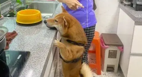 两只柴犬吵着要看主人炒菜，网友看到这一身肌肉：有练背