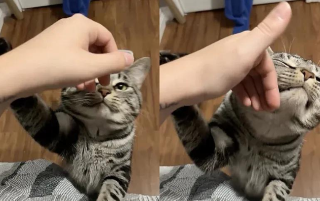 痛失爱猫后，她无意间却被小猫疯狂求抱，原来爱是会延续的