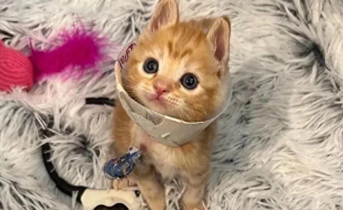 断腿小猫戴豚鼠项圈，个头虽小，内心却强大