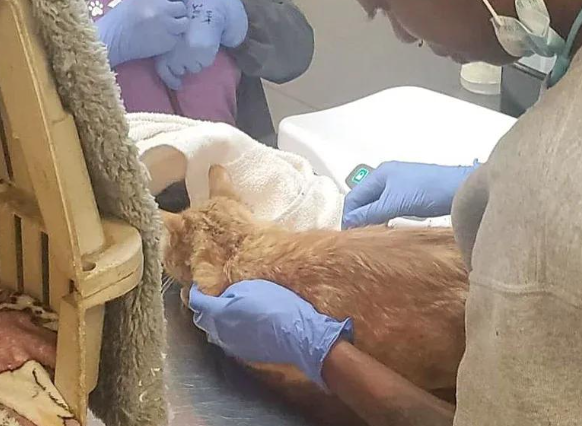 高楼边缘惊恐的流浪猫，被救后重获新生，活成该有的模样