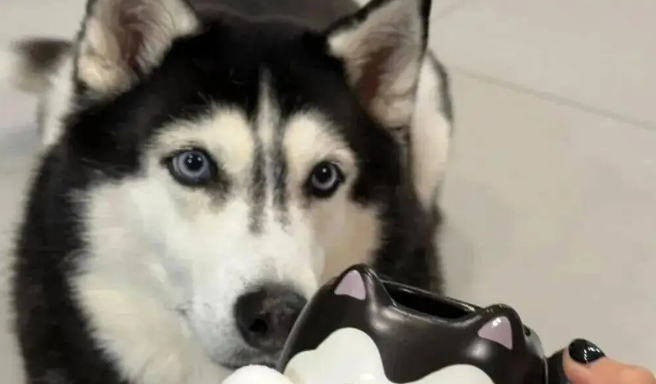 哈士奇睡觉必须盖被子，主人无语：你不是西伯利亚来的吗