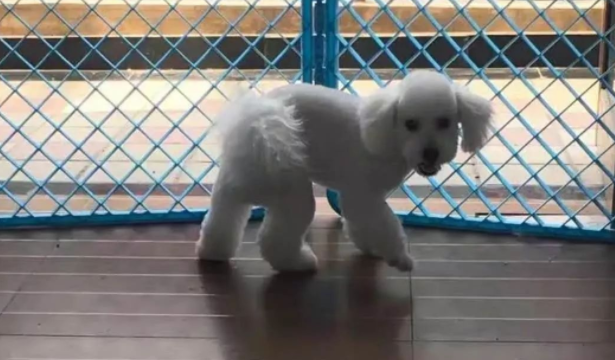 网友捡到流浪狗送医，老板直呼网友赚到了