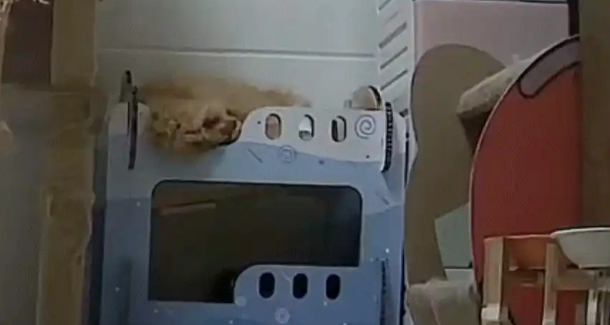 15斤猫一觉睡塌床！监控拍下“饮料出货式”坠落现场