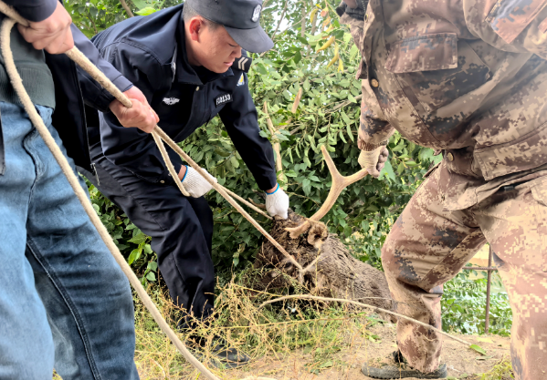 高台警民携手成功救助一只国家二级保护动物马鹿