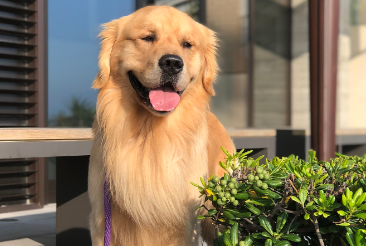 金毛犬长期扰民 达州开出首张遛狗不拴绳罚单