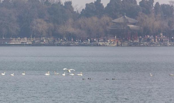 春日使者抵京！白天鹅组团“打卡”颐和园昆明湖