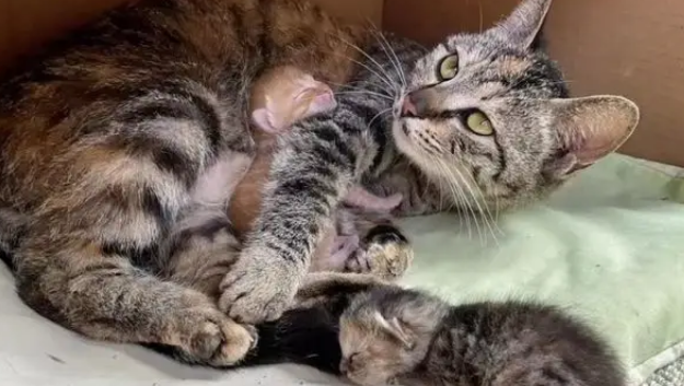 忘关车窗喜提流浪猫一家，厌猫车主立马心软，暖心安置被赞爆