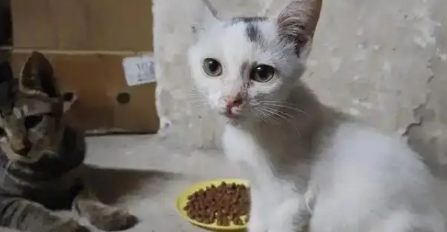 流浪小猫相依为命、小姐姐仗义救助，坐等好心人提供温暖归宿 