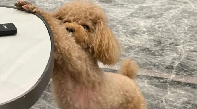 网友家狗子伸懒腰姿势特别妖娆，我一看…它在诱惑我