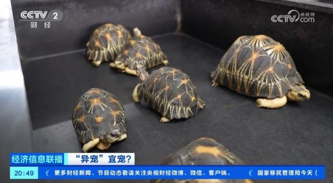 “异宠热”兴起，市场规模近百亿元！记者探访宠物市场