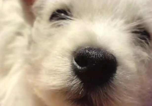 北京首例宠物中毒刑事公诉案宣判，被告人被判有期徒刑四年