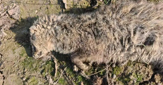 三只国家一级保护动物（小灵猫、东方白鹳）疑似中毒身亡