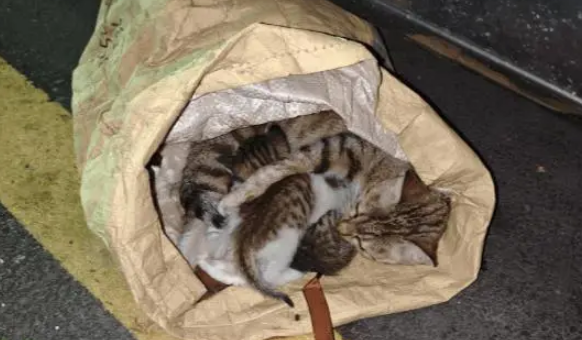 女子发现流浪猫被人装袋扔在路边，最后的结局让人感动
