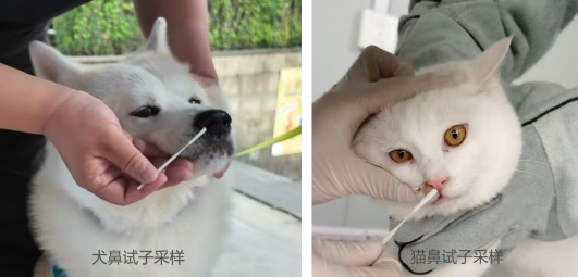 慧眼快检一刻钟，宠运无忧万里行——高铁宠物运输的科技首创与民生温度