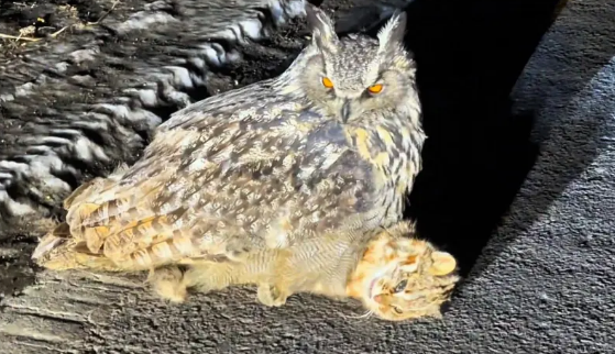 在黑龙江一路边雕鸮捕猎成功，豹猫为何沦为雕鸮的猎物