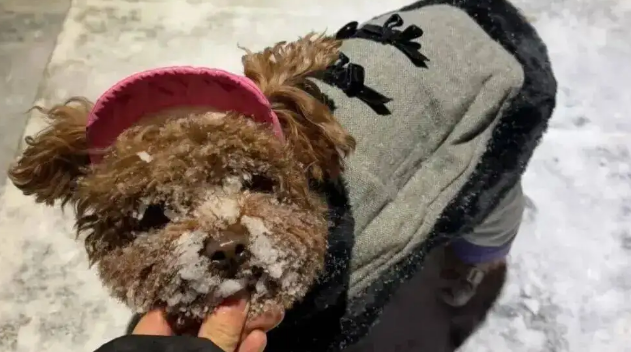 狗子第一次见到雪，在雪地里玩疯了，狗：冻死也要玩