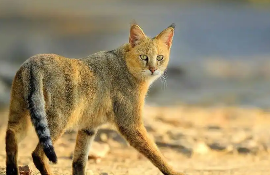 机场附近出现“豹子”，大批人员带着装备搜查，结果却是只丛林猫