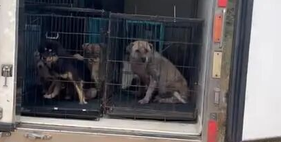 一流浪狗救助基地无人看管，现狗吃狗现象！