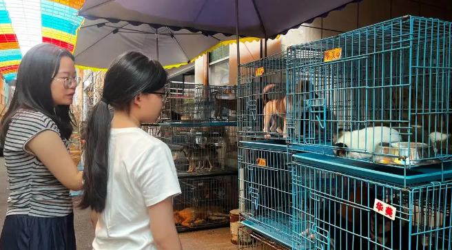 “星期宠物”成投诉热点 猫狗宠物为何活不过7天？