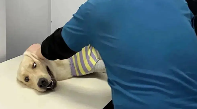 拉布拉多生病去医院拍片子，结果…三个医生都按不住