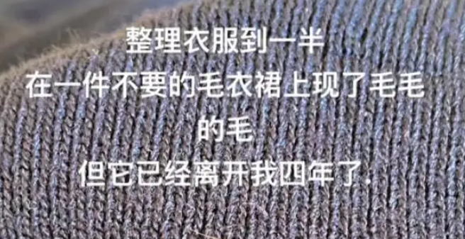 狗狗离世后，我在旧衣口袋摸到一撮它的毛发，汪：这个留给妈妈