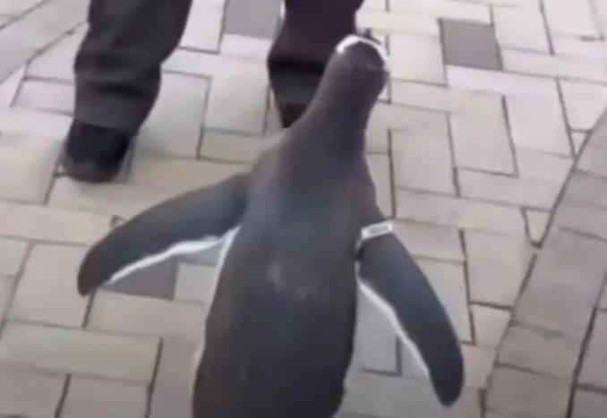 哈尔滨小区惊现“遛企鹅”！看似萌宠狂欢，实则违法