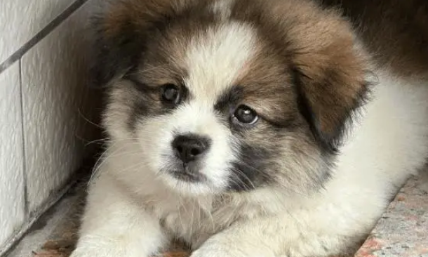 流浪狗误入小姐姐家门，被收养后开启幸福“狗生” 