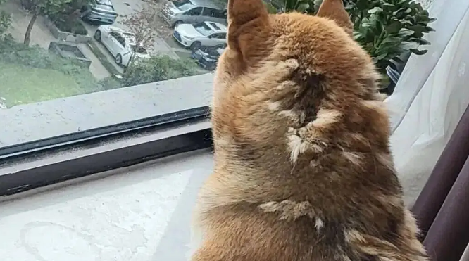 网友说她家柴犬又在换毛了，不是…这也太夸张了吧