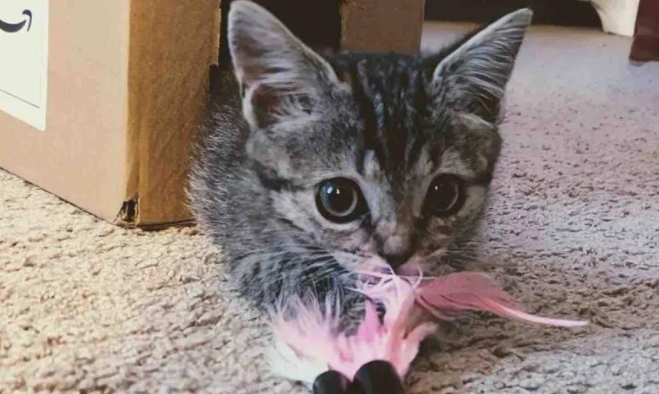 寒风中的猫叫，唤来好心人的一次善举，世间多了只治愈天使