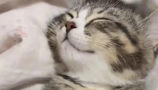 男子暴雨天捡回一只流浪猫，养了两个月后，小猫越来越好看