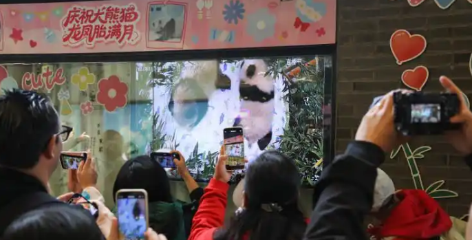 上海野生动物园大熊猫双胞胎100天啦