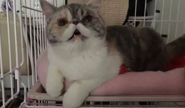 家猫窝里竟藏了它，铲屎官睡醒被吓懵 