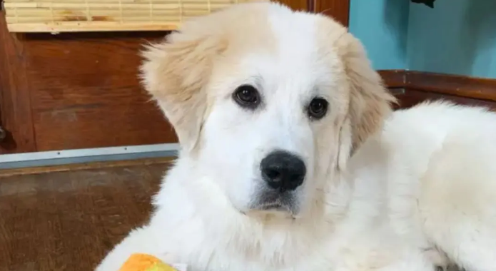 网友捡了6只快死了的无毛小奶狗，没想到养着养着……变成了大白熊