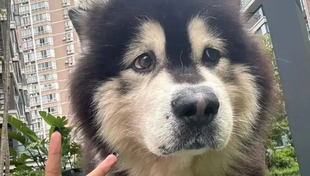 主人趁狗子便秘时跟它合照，这表情……哈哈哈哈！