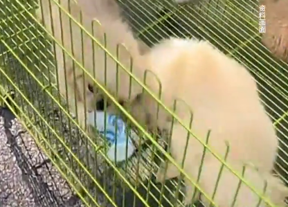 男子嫌50元买的狗不活泼，退款遭拒后当街摔死小狗，被行拘5日